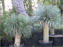 Beaked yucca
